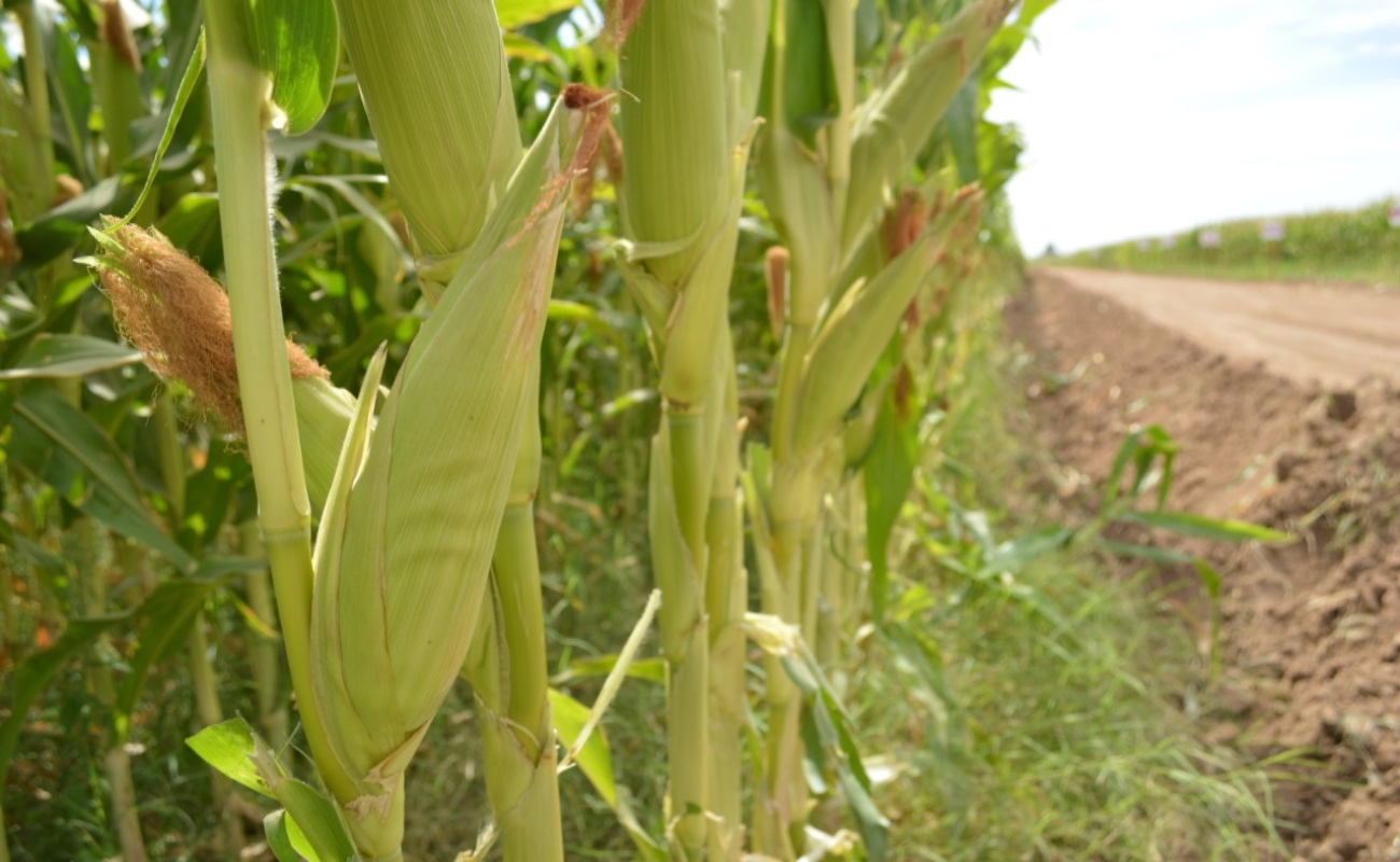 Apoya Agricultura siembra de maíz nativo en comunidades indígenas de Tepoztlán, Morelos