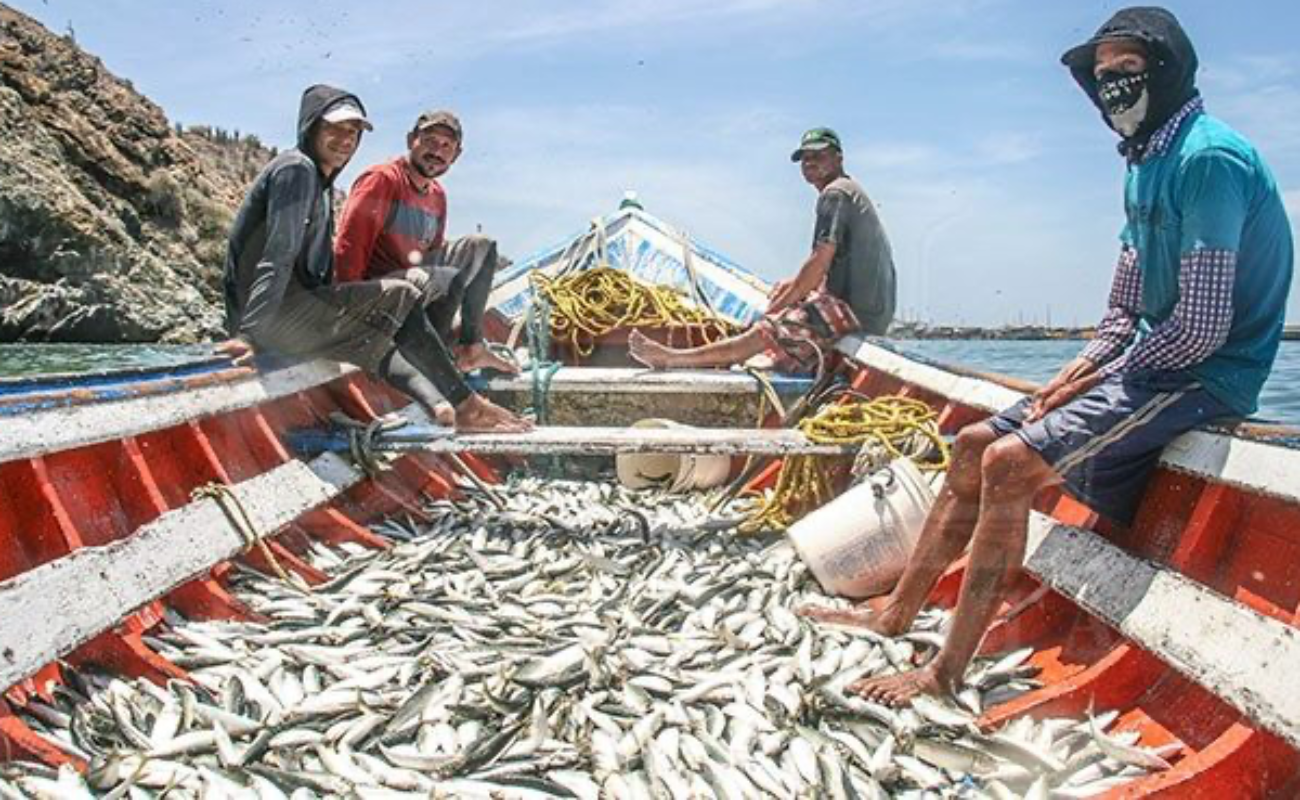 Respalda SEPESCA BC primera certificación de pesquería de sardina en la Península