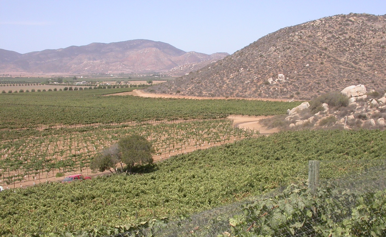 En riesgo Vides y viñedos de Baja California: CICESE