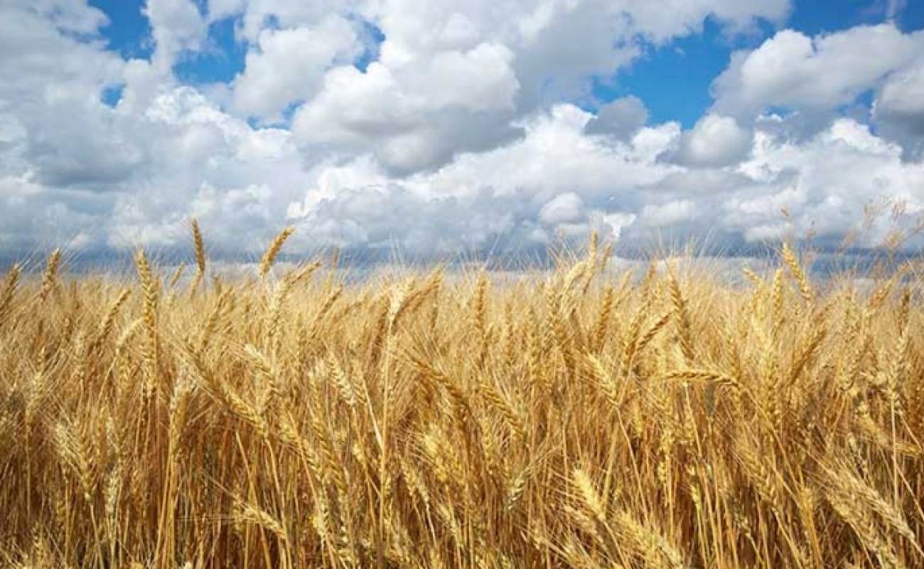 Urge enfrentar la problemática de precios de garantía del trigo: diputado Manuel Guerrero