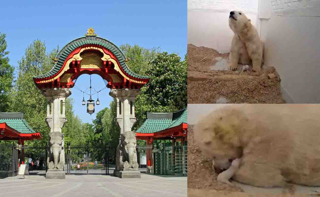 Muere osito polar de 26 días en zoo de Berlín