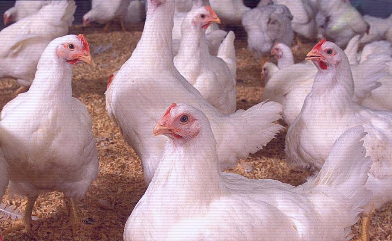 Por caos en servicio postal, mueren miles de pollos en Estados Unidos