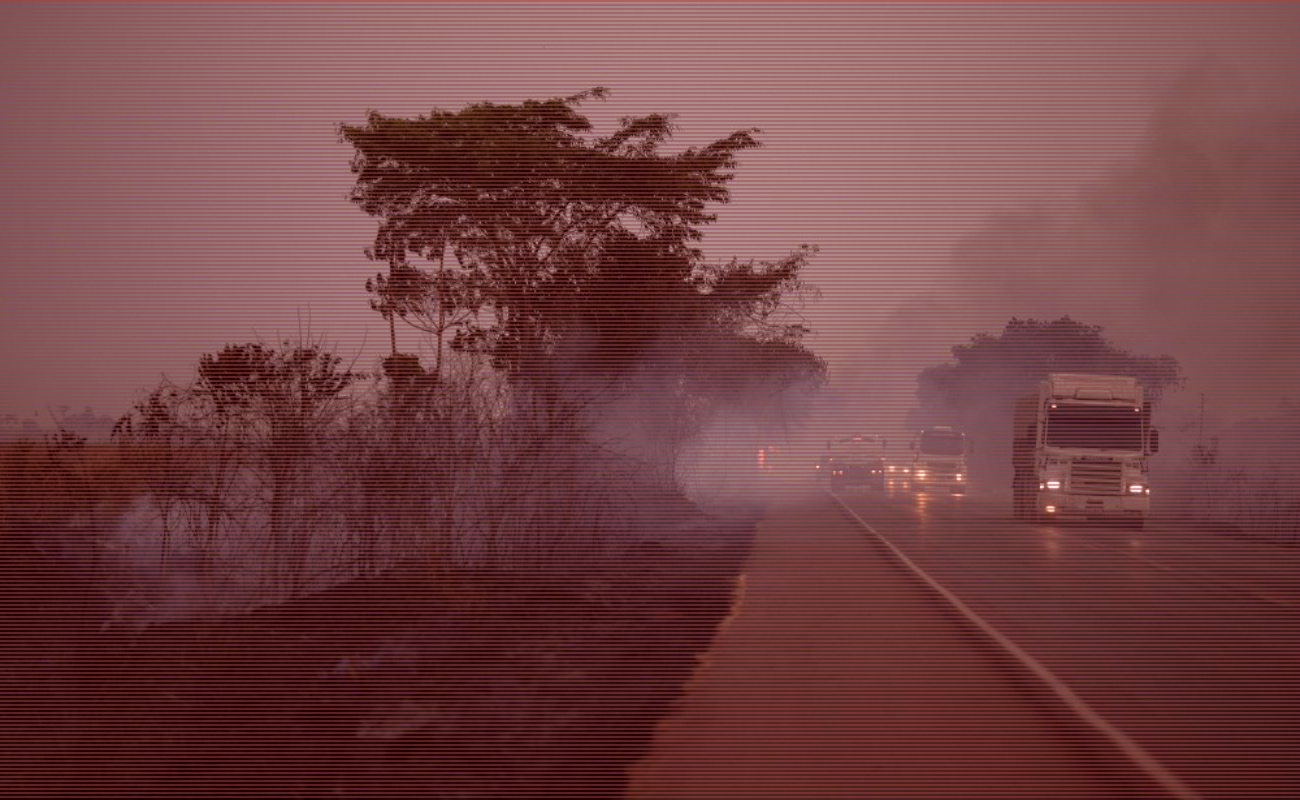 Miles de animales sufren los estragos de los incendios en la Amazonia