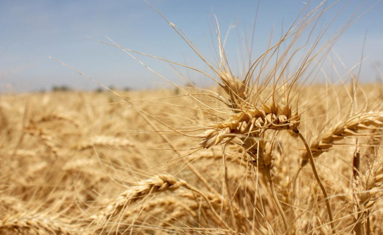 Trabaja SADERBC en la estabilidad de la cosecha de trigo