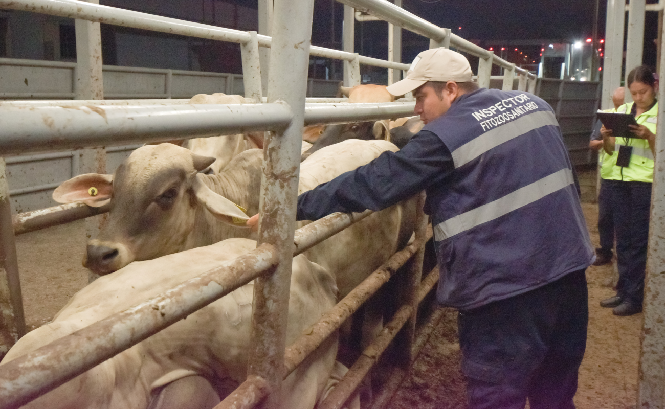 Adopta Agricultura medidas para prevenir influenza aviar en bovinos