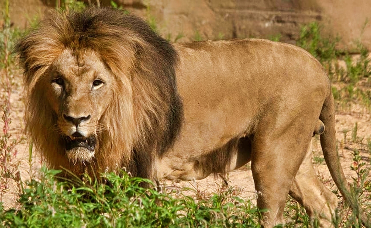 Cuatro leones del Zoológico de Barcelona dan positivo a Covid-19