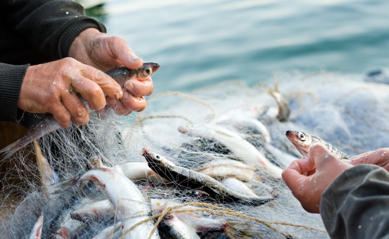 Destacarán importancia de la pesca artesanal en el Festival Regional de Pesca y Acuacultura