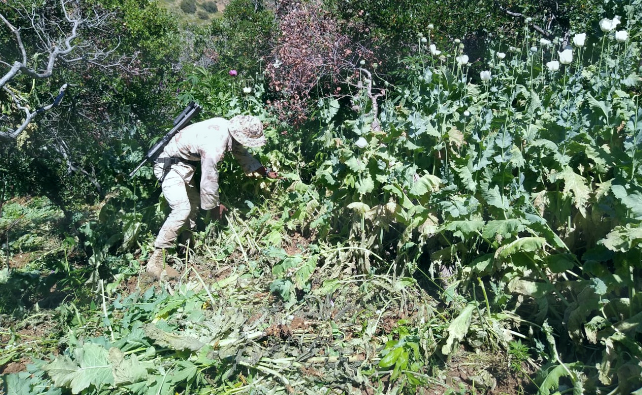 Erradican dos plantíos de amapola en Tecate
