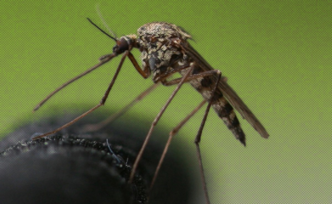 Reportan primer caso probable de Virus del Oeste del Nilo en BC