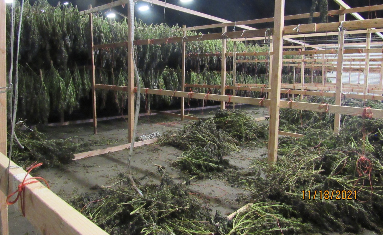 Decomisan 250 toneladas de marihuana en Oregon