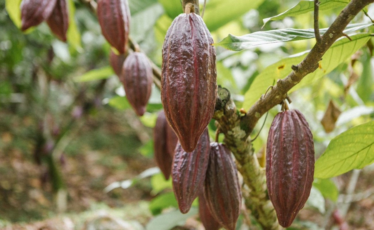Resalta Agricultura contribución del cacao y chocolate a la alimentación mundial