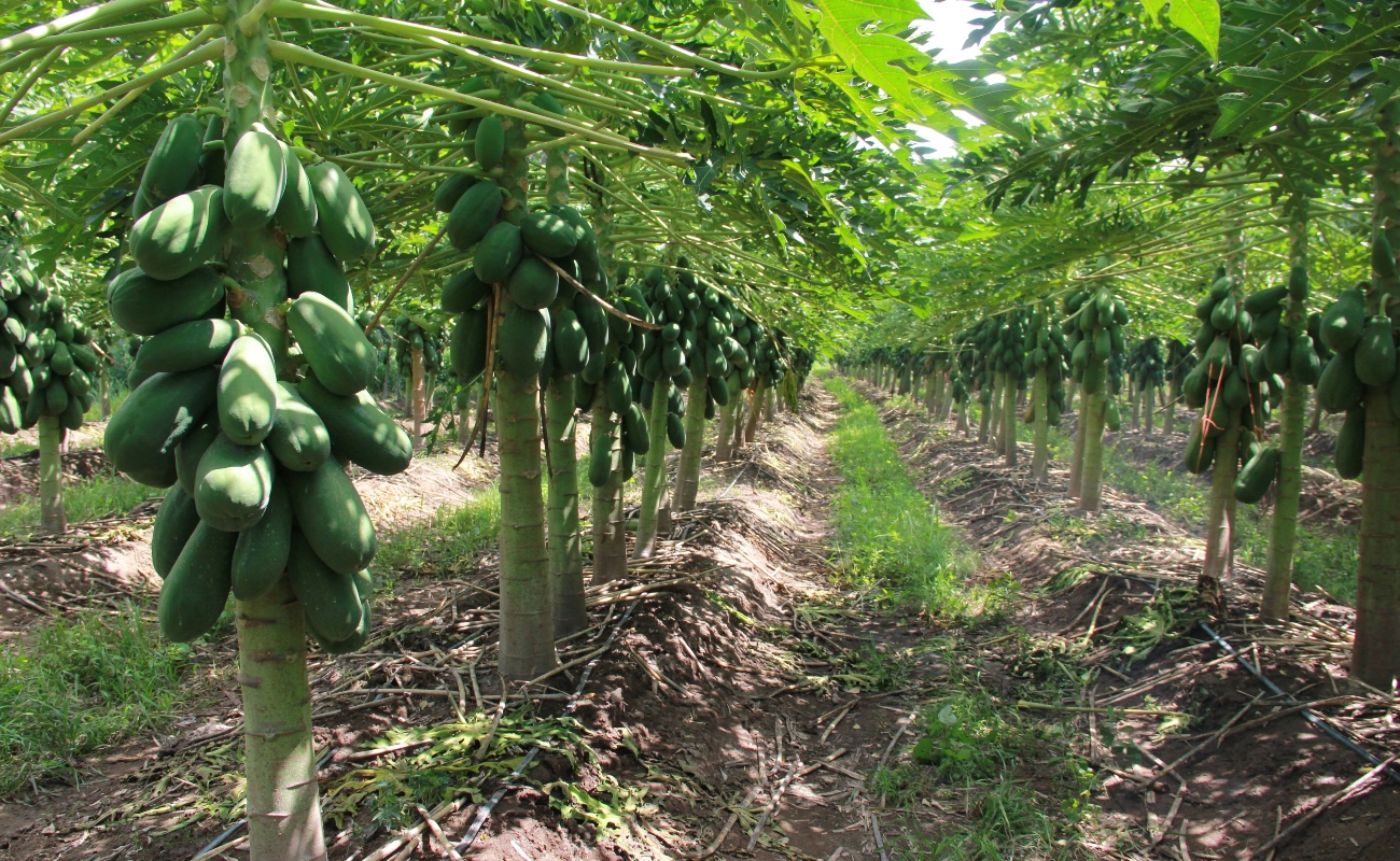 México, principal exportador de papaya en el mundo
