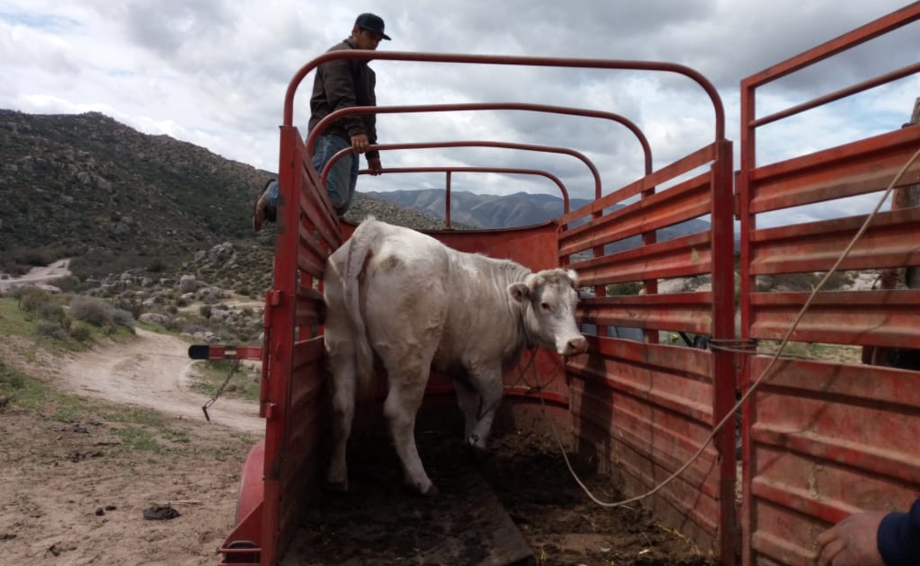 Por abigeato catean rancho en Tecate