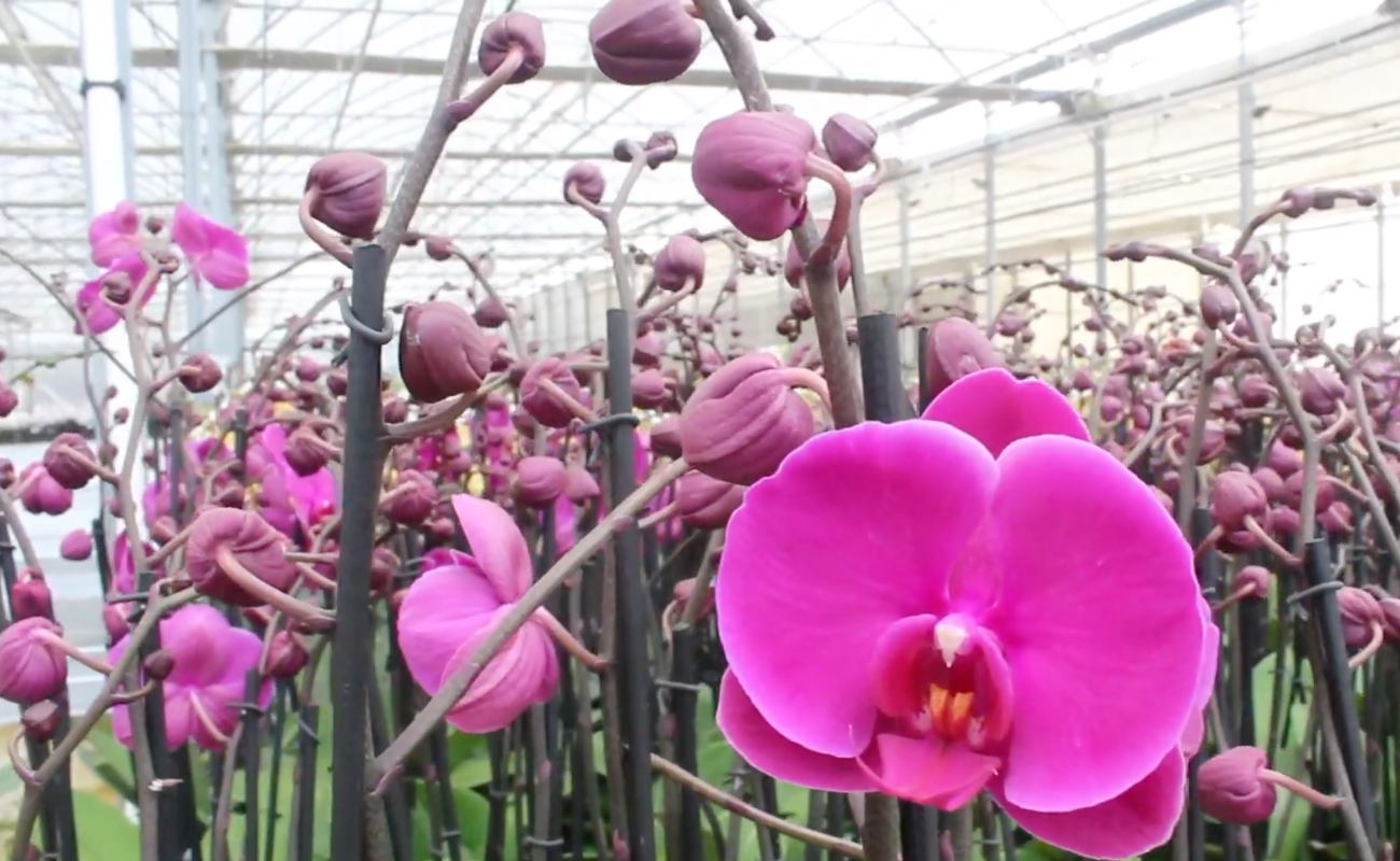 Impulsa Agricultura acciones en Chapingo para la conservación de especies nativas de orquídeas