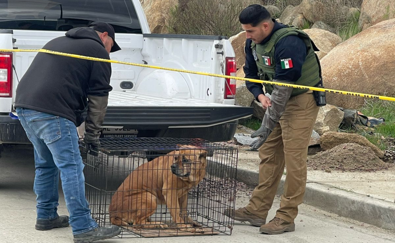 Ejecutan cateo y rescatan a canino víctima de maltrato animal en Tecate