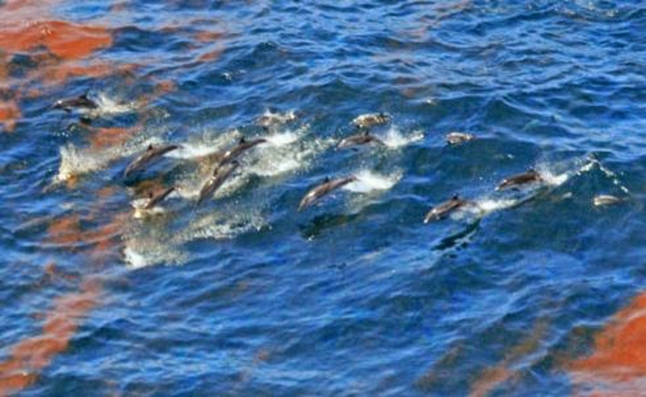 Mamíferos marinos en el Golfo de México, ¿cuál es el riesgo ante un posible derrame de petróleo?