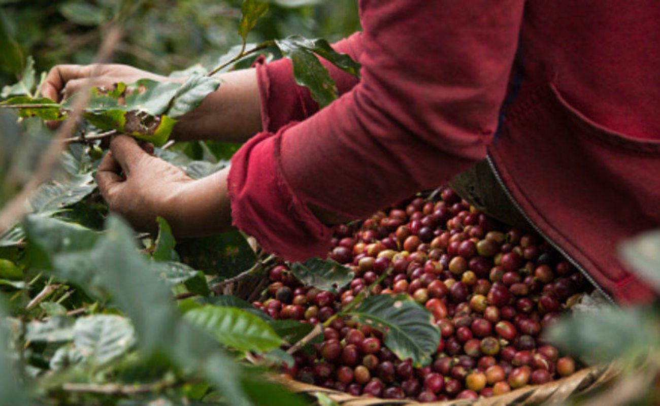 En riesgo el 90% del cultivo del café en el Sur del país, por la sequía