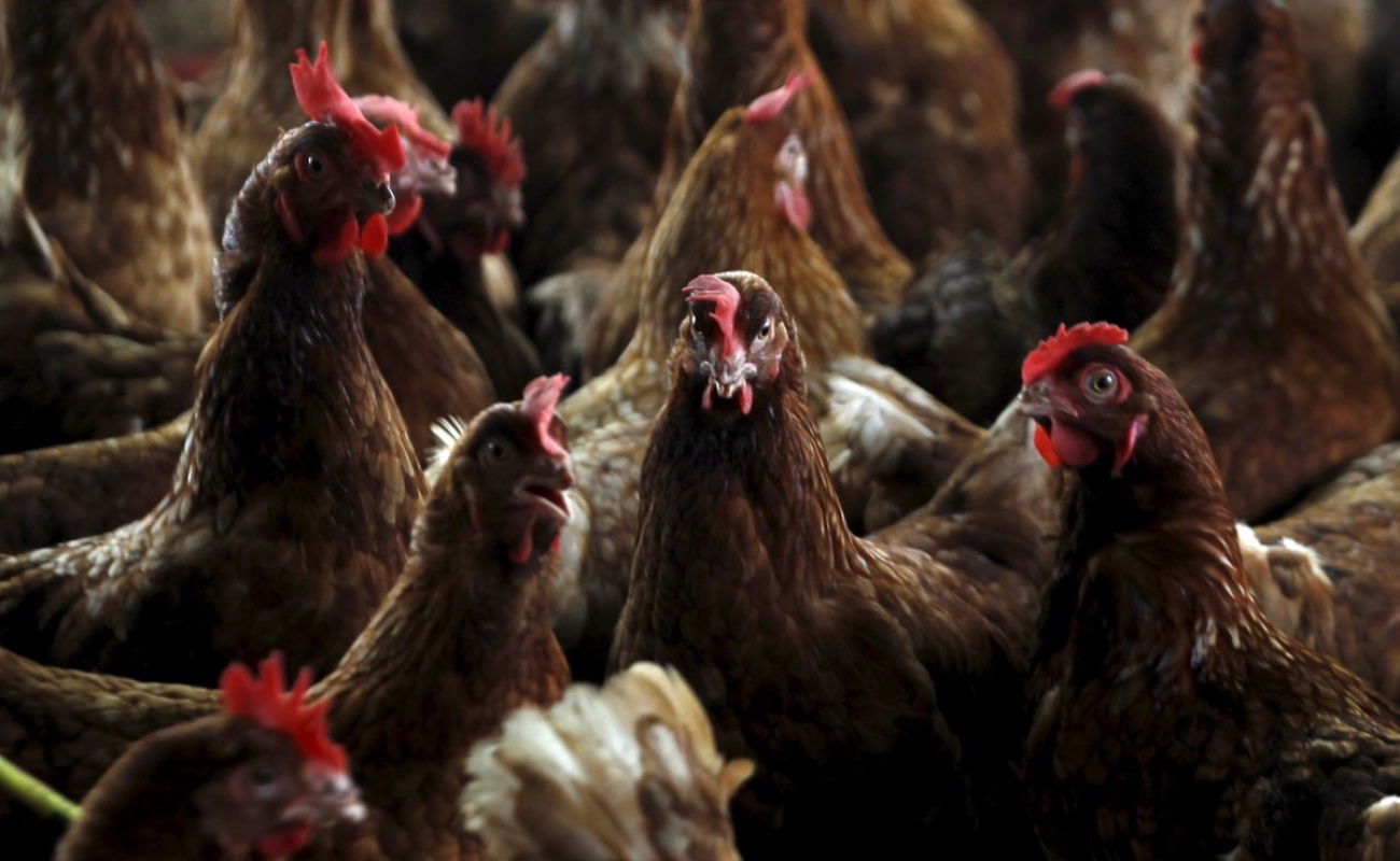 Confirma OMS los dos primeros casos de gripe aviar en humanos en España