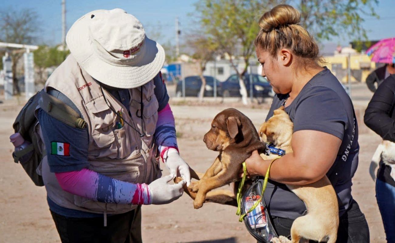 Programan acciones para la prevención de la rickettsiosis en 160 zonas de Rosarito