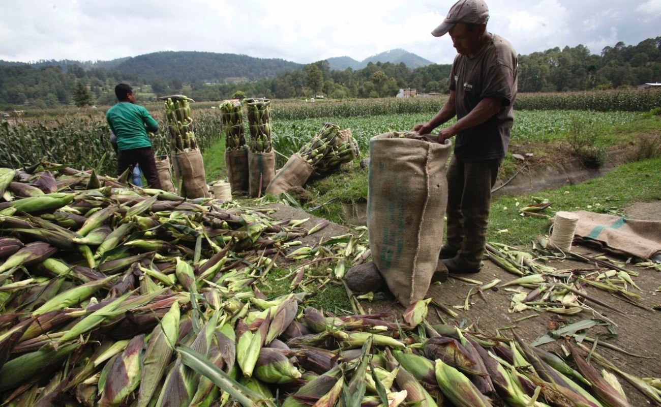 Abonan Programas Producción para el Bienestar y Fertilizantes a la autosuficiencia alimentaria y al bienestar de campesinos