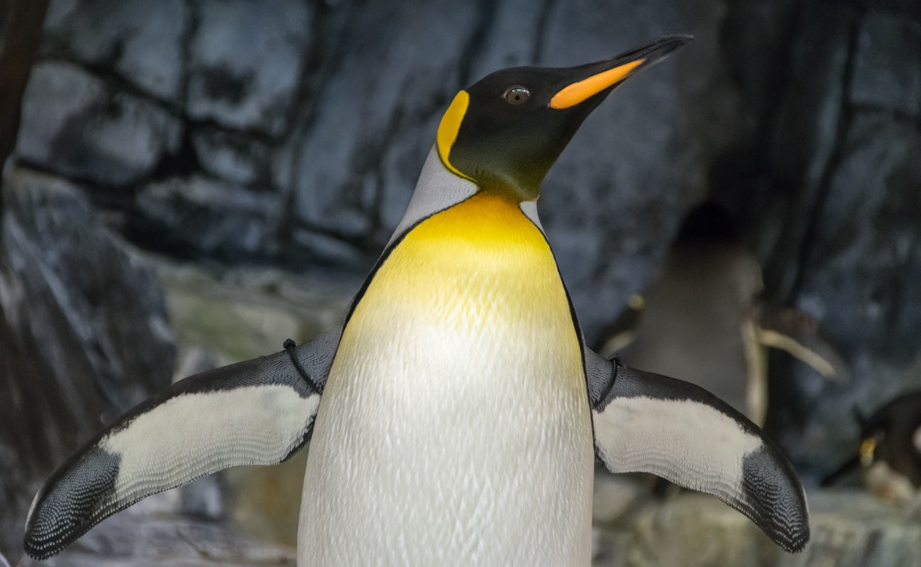 Pingüino emperador en riesgo de reducir su población un 50 por ciento