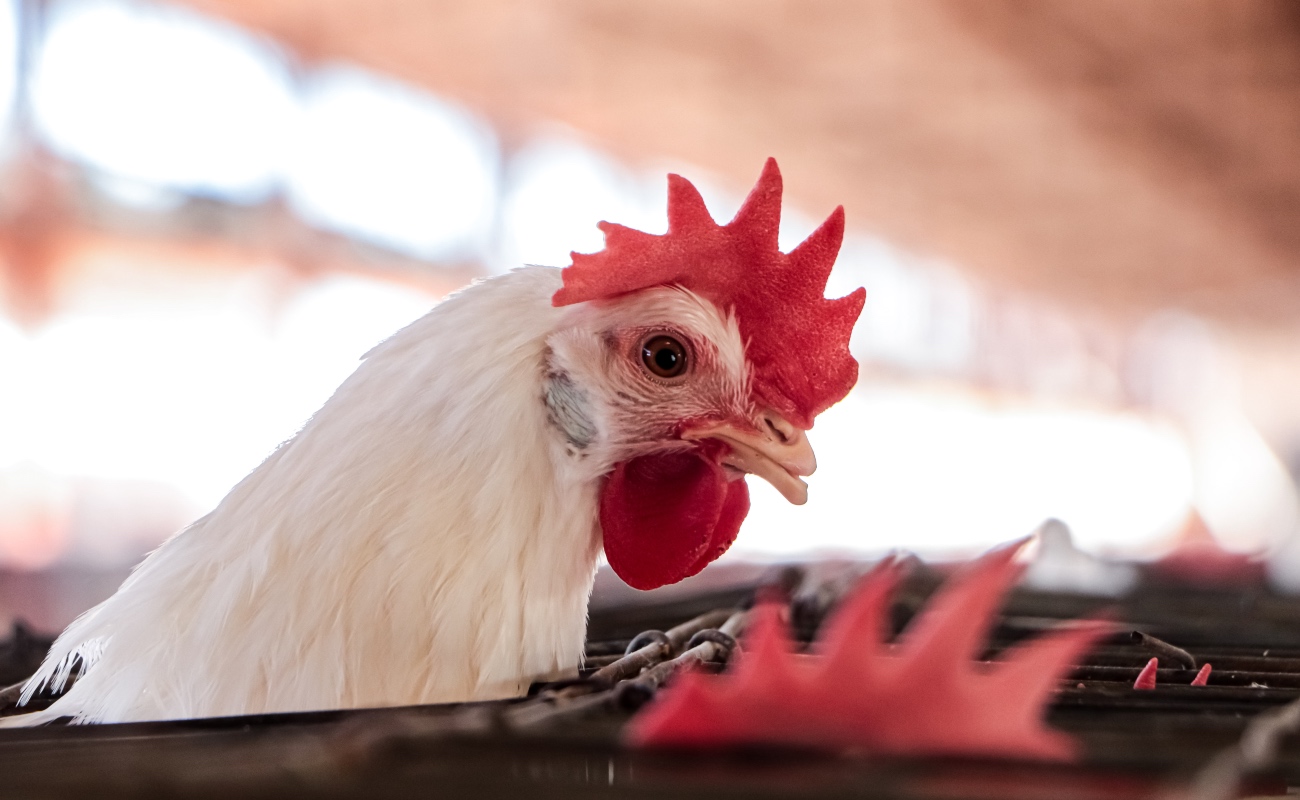 Anuncia Agricultura conclusión del operativo contra influenza aviar AH7N3 en Coahuila y Durango