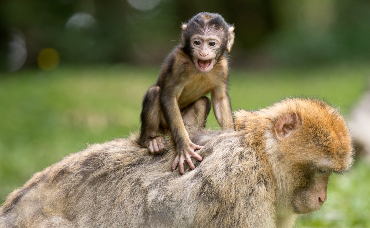 Expertos buscan detener tráfico ilegal de animales en América