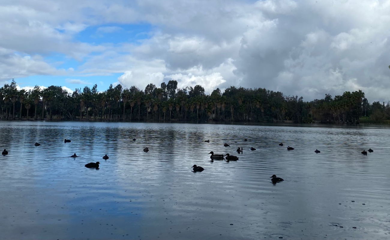 El lago de La Amistad se convierte en hogar temporal de aves migratorias