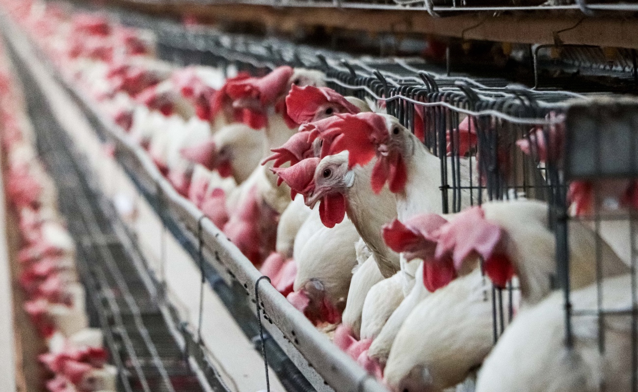Levanta Agricultura cuarentena interna a la avicultura de Aguascalientes