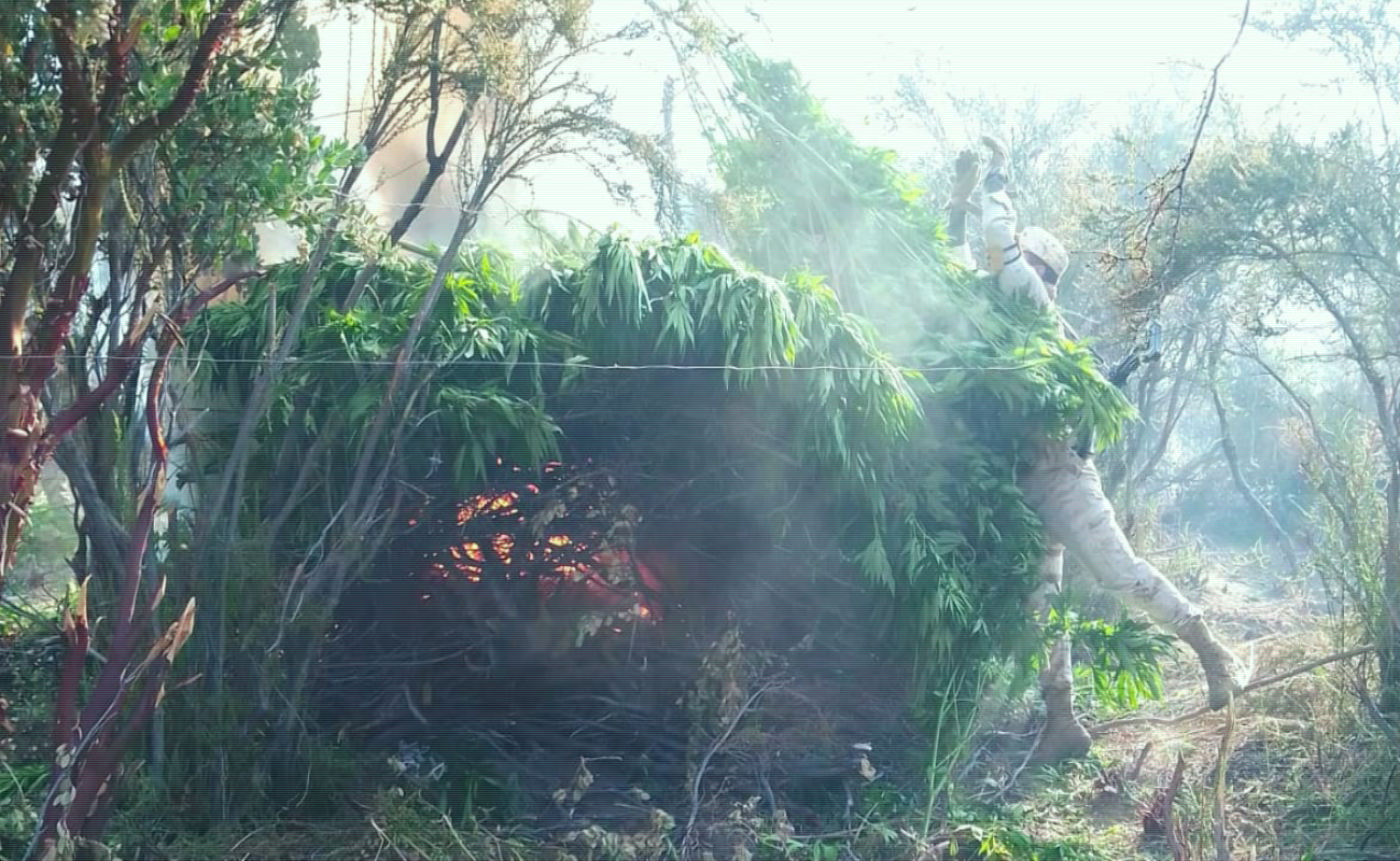 Van nueve plantíos de marihuana destruidos en Vicente Guerrero, en dos días