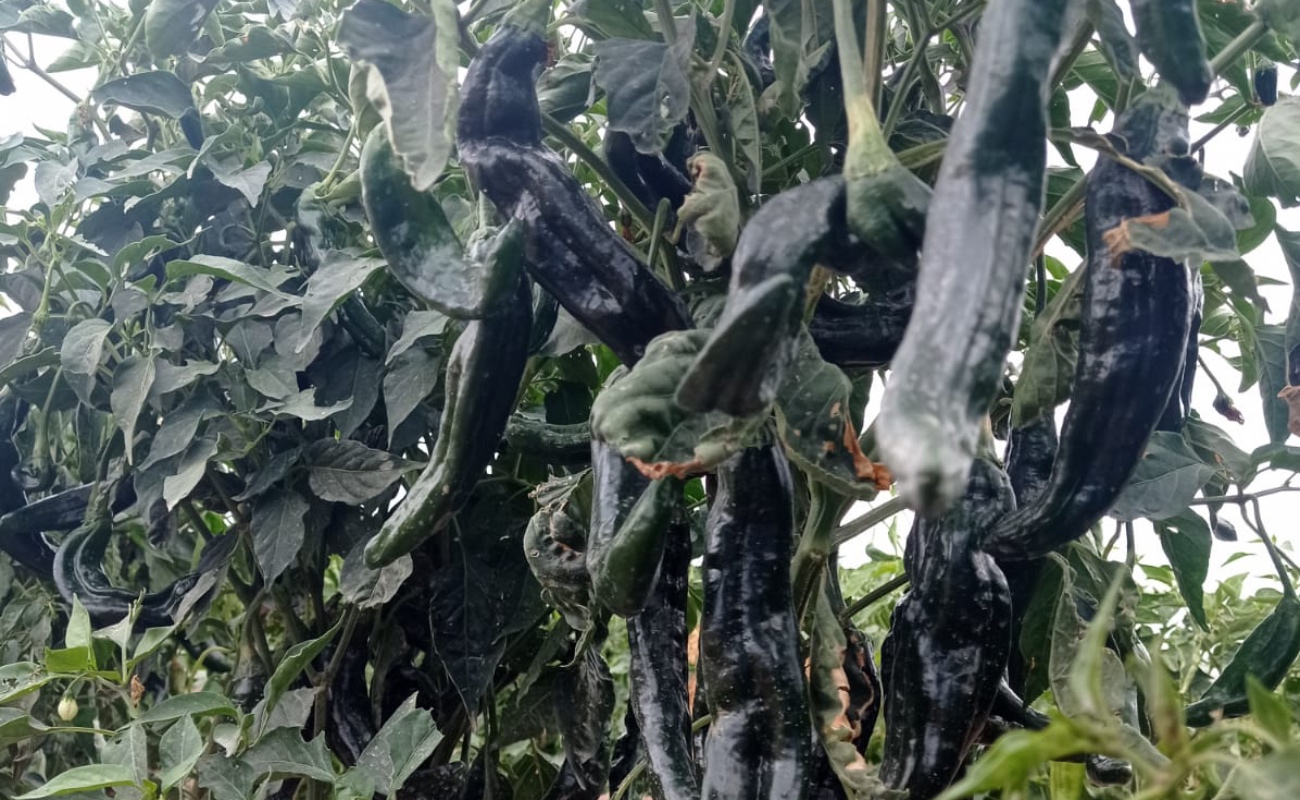 Con crecimiento sostenido, San Luis Potosí ocupa primeros lugares en producción nacional de chile verde