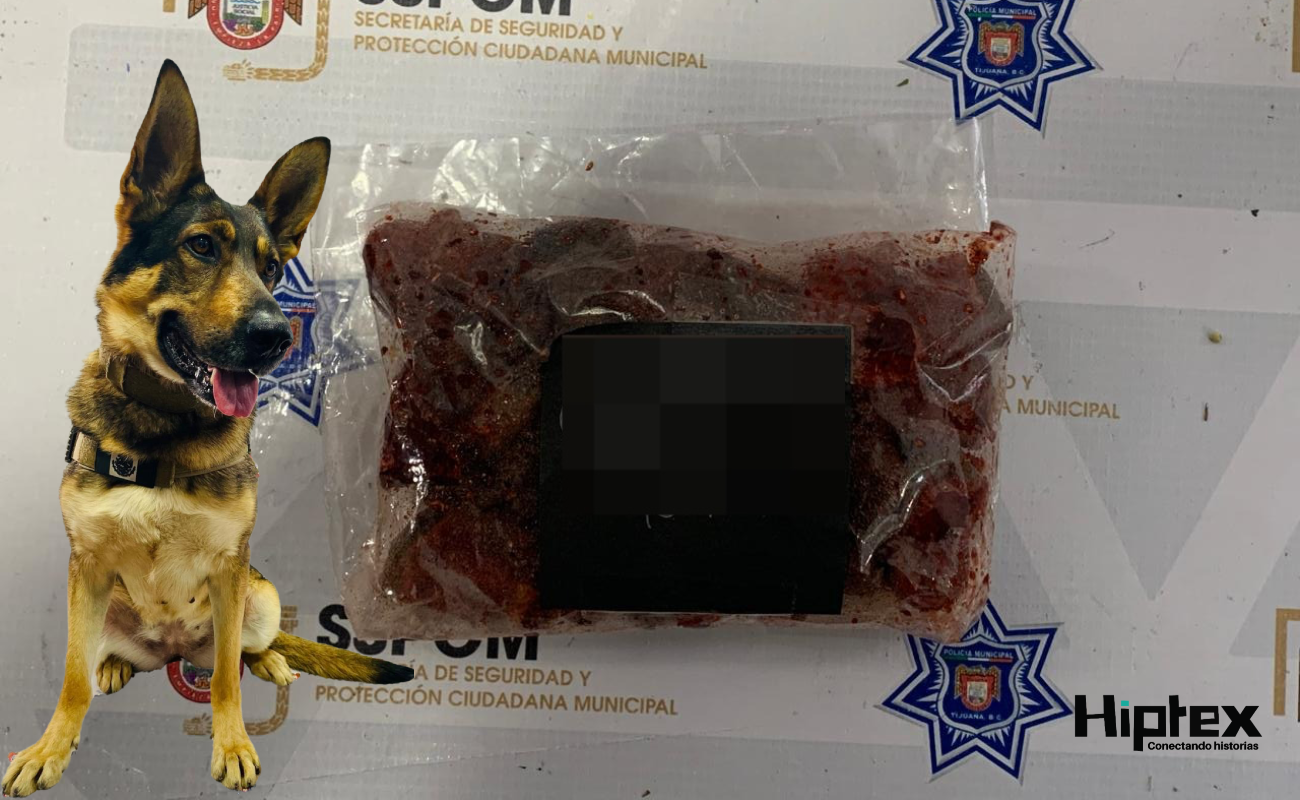 Asegura Policía Municipal de Tijuana sustancia prohibida en plantel del COBACH Cañadas de El Florido