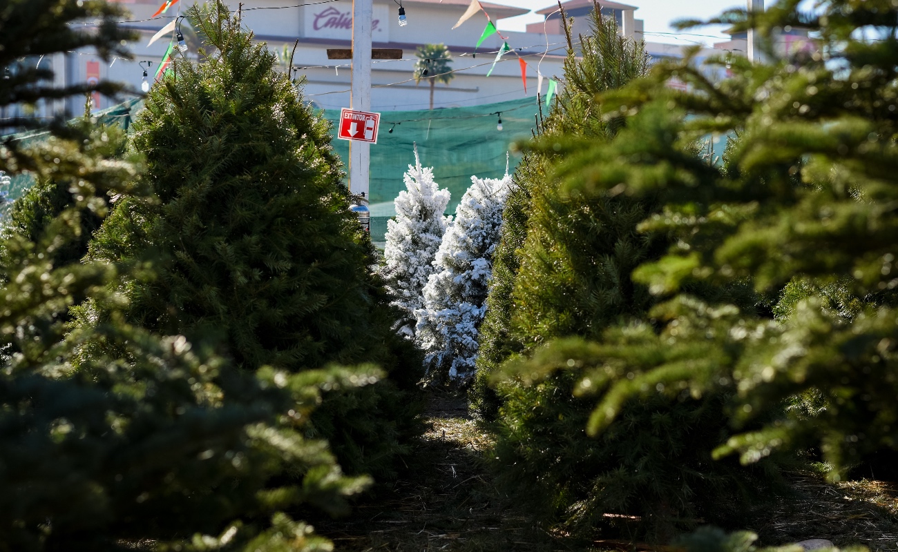 Árbol de Navidad: entre la tradición y el impacto ambiental