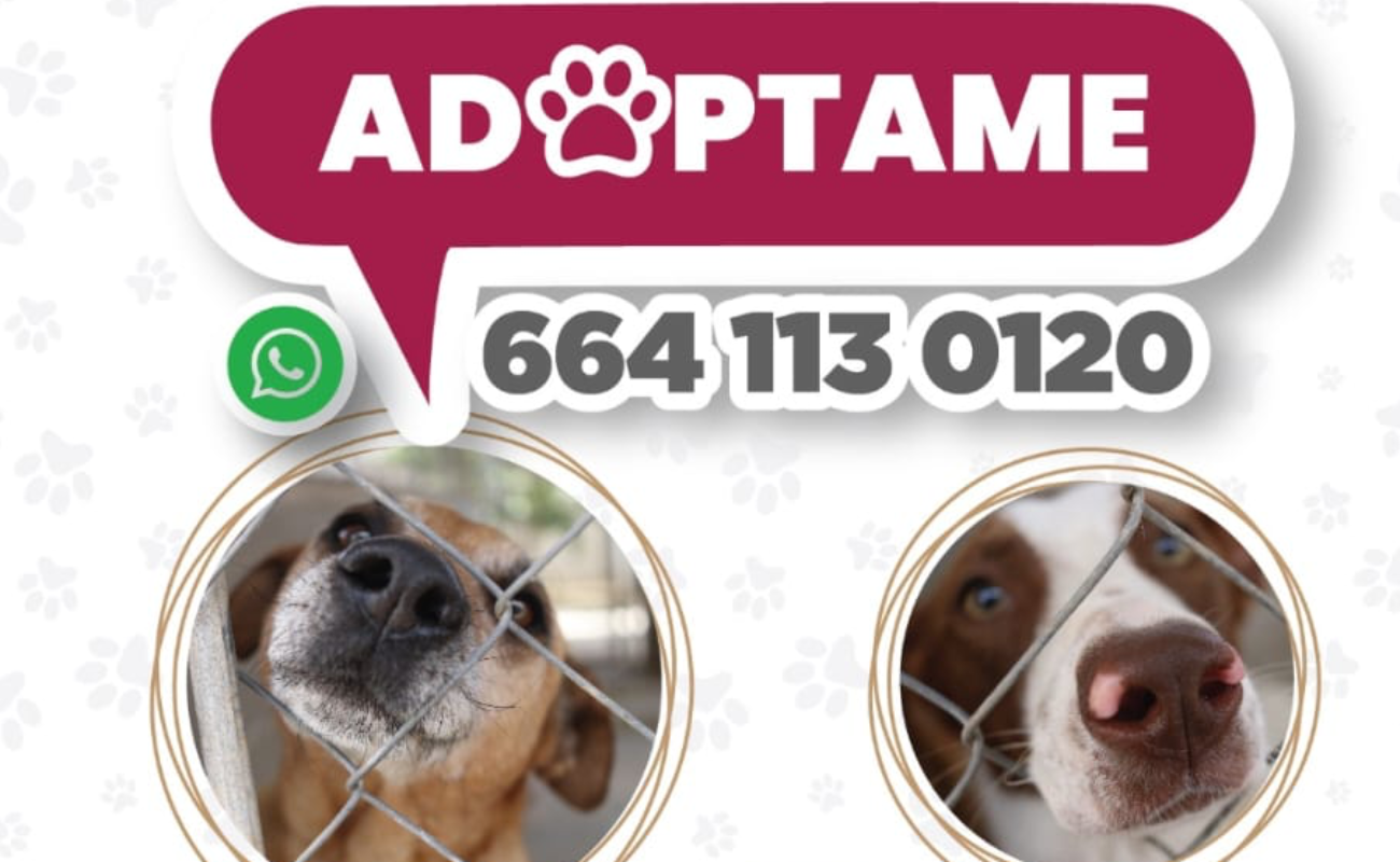 Invita Gobierno de Rosarito a adoptar cachorros del Centro de Control Animal