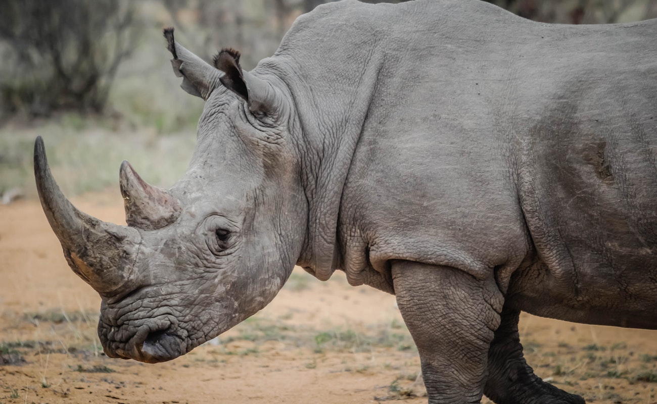 Rinocerontes en Botswana podrían desaparecer en tres años