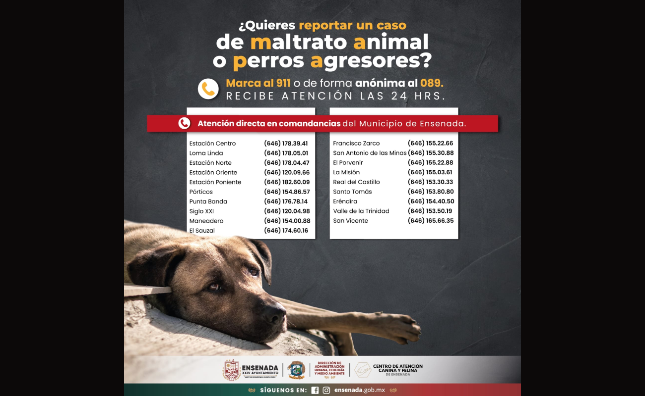 Promueve Gobierno de Ensenada la denuncia por maltrato animal y perros agresores