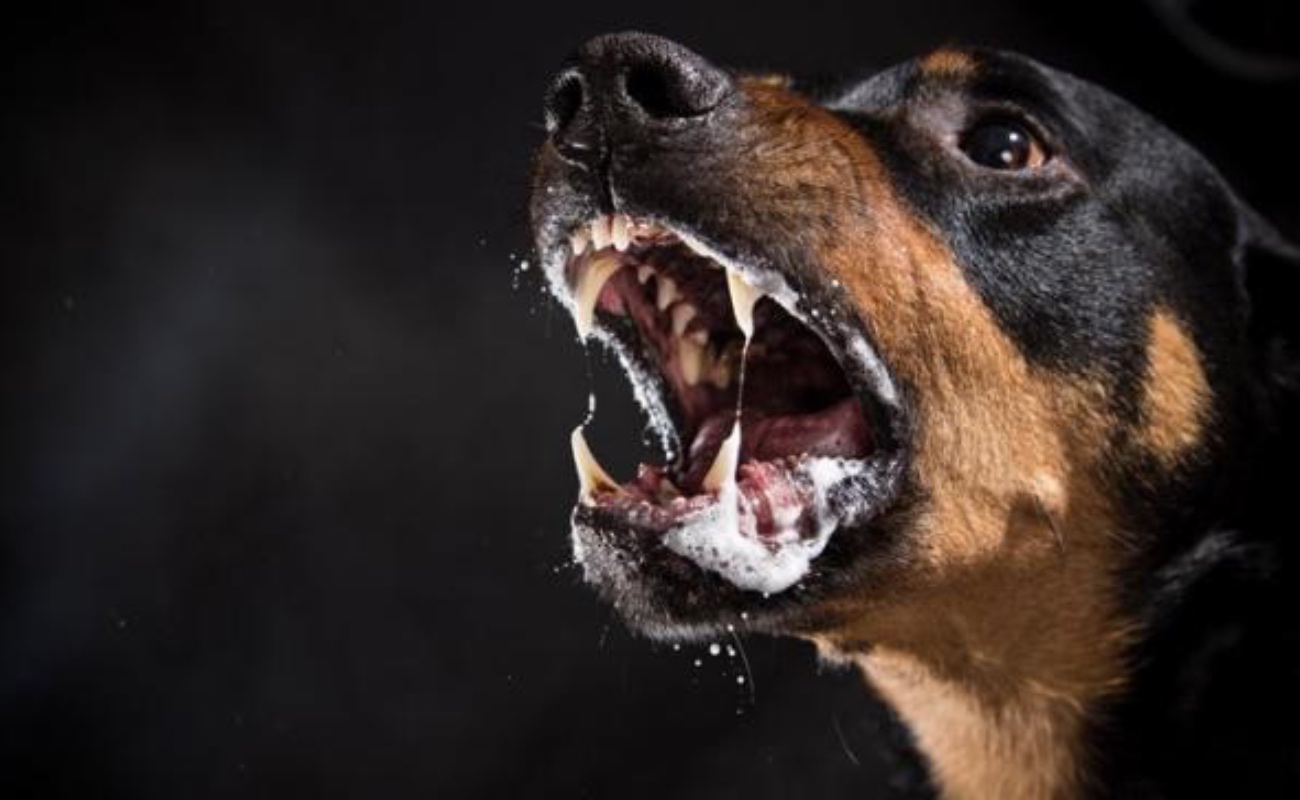 Emiten recomendaciones para prevenir mordeduras de perros
