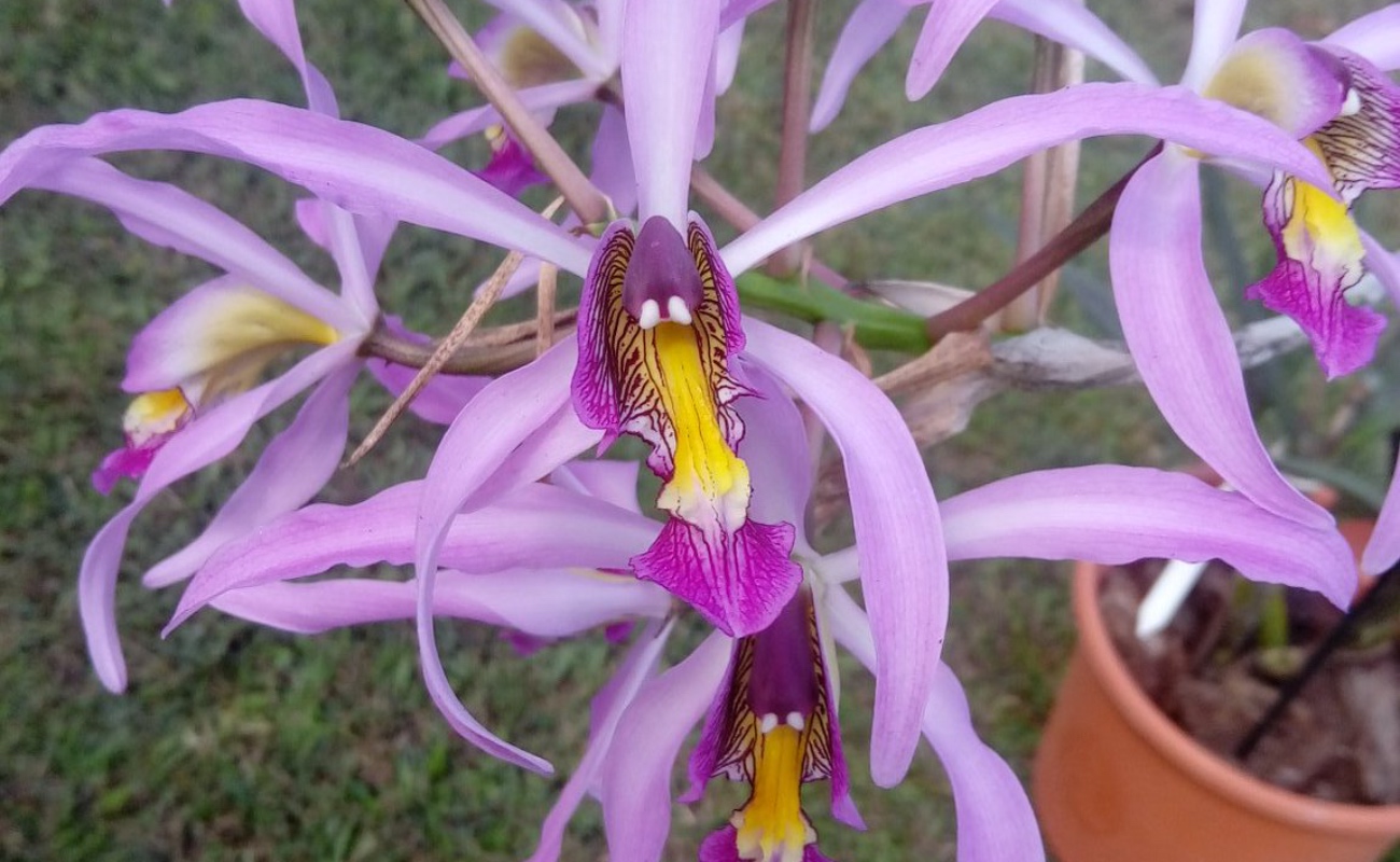 Generan tecnología para incrementar la propagación de orquídeas