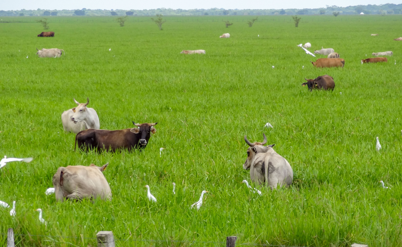 Promueven siembra de leguminosas forrajeras para mejorar productividad del ganado en el trópico de México