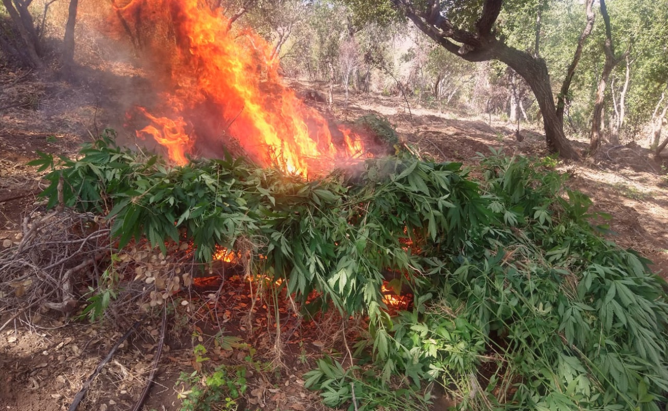 Destruyen 6 plantíos de marihuana en el Ejido Ajusco de Ensenada