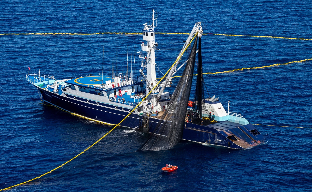 Publica Agricultura volumen de captura de atún aleta azul en el océano Pacífico