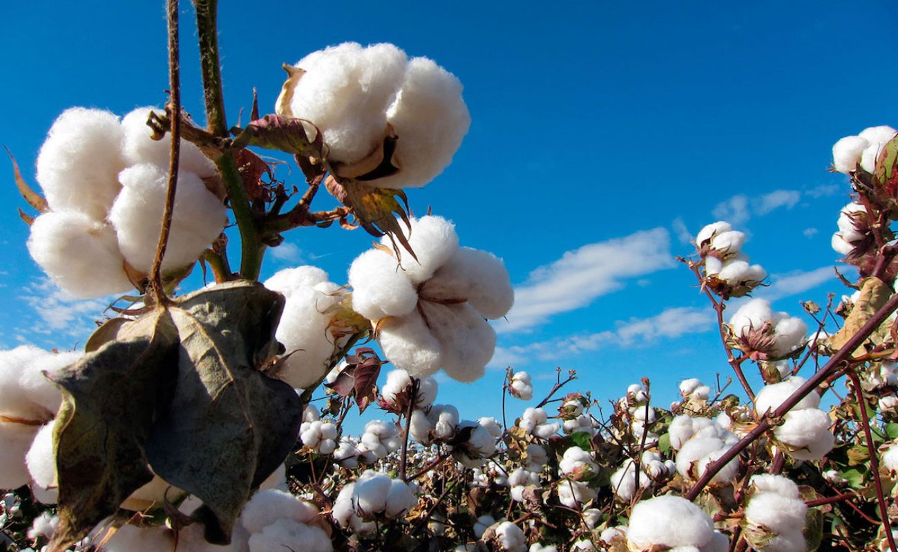 Ratifica Agricultura como Zona Libre de picudo del algodonero a Baja California, Chihuahua y regiones de Coahuila y Sonora