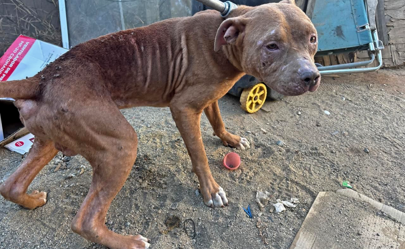 Rescatan a dos perros en condición de maltrato en Tijuana