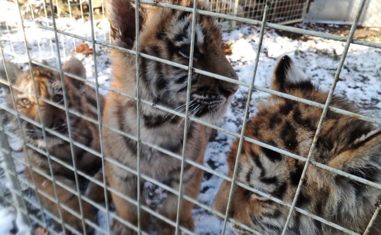 Operación mundial rescata casi 30 000 animales traficados