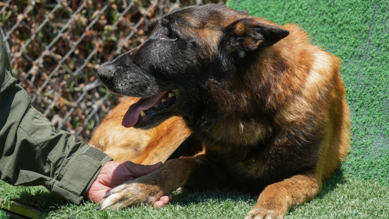 Despiden a Rambo, el primer agente canino detector de explosivos de la Policía Municipal de Tijuana