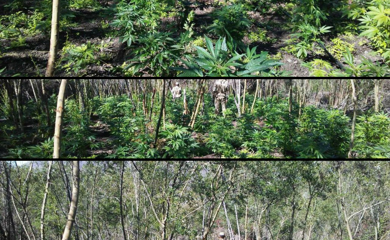 La SEDENA informó que hoy fueron detectados cuatro plantíos de marihuana con una superficie de 5 mil 500 metros cuadrados en el Ejido Ajusco, cerca de Santo Tomás.