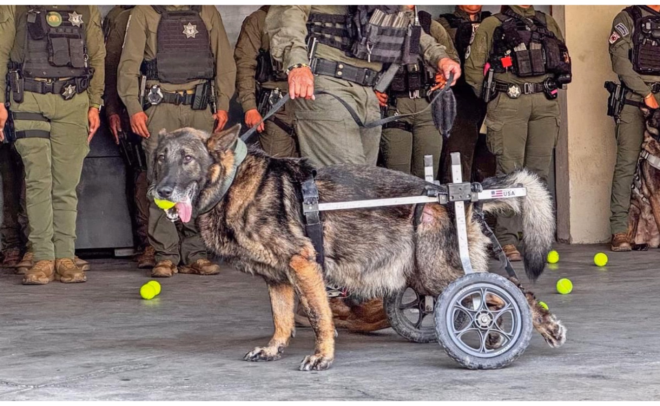 Despiden con honores al agente canino "Vico"