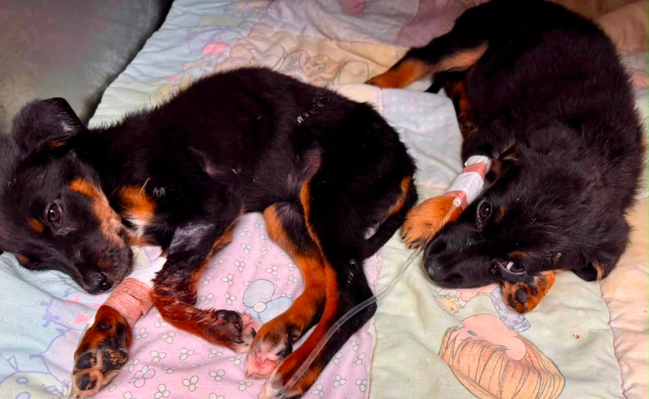 Ocho perros rescatados en Rosarito inician camino a la adopción en el Santuario Mily
