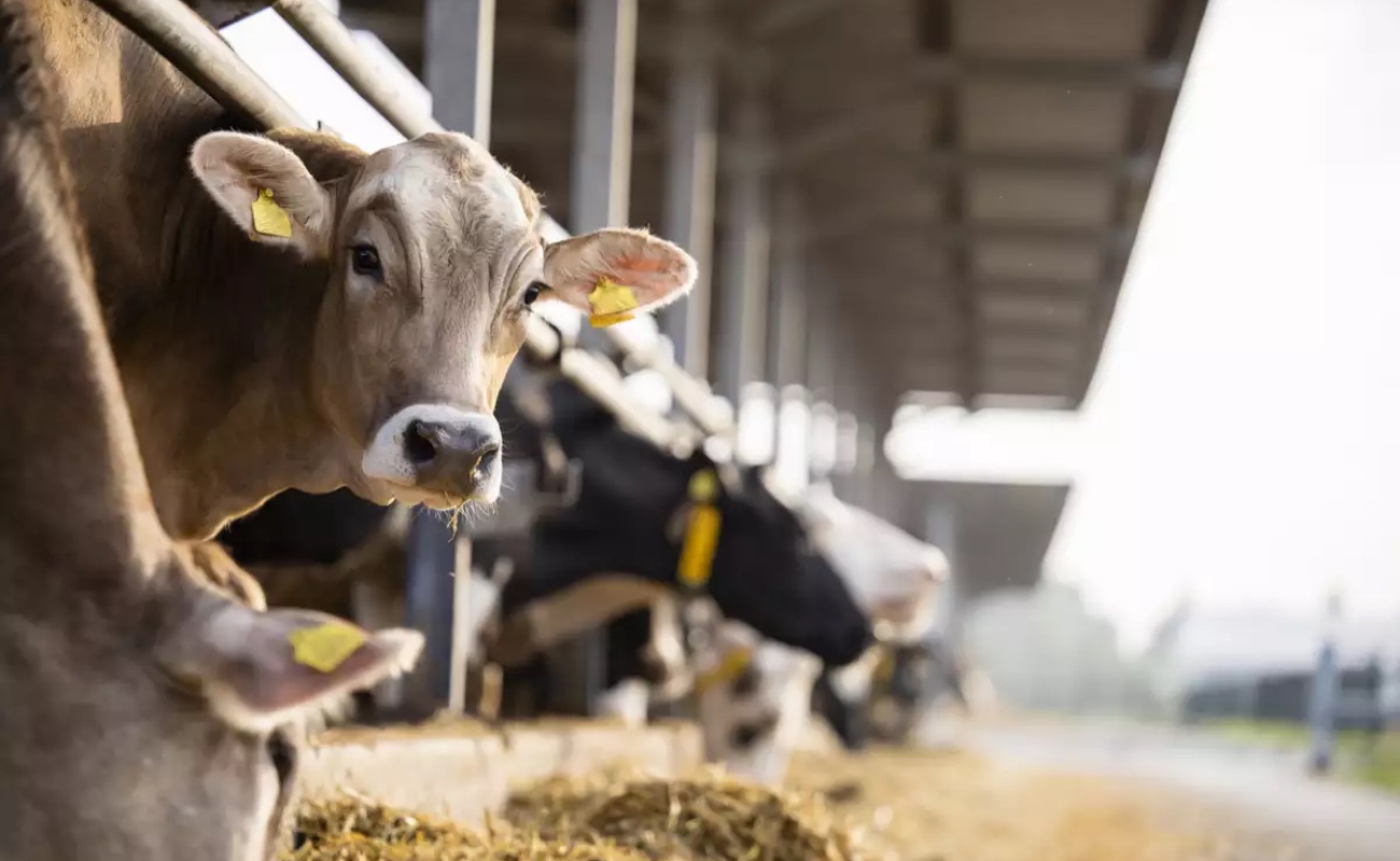 Discutirá secretario de Agricultura discutirá en EU apertura de frontera al ganado ante brote de gusano barrenador