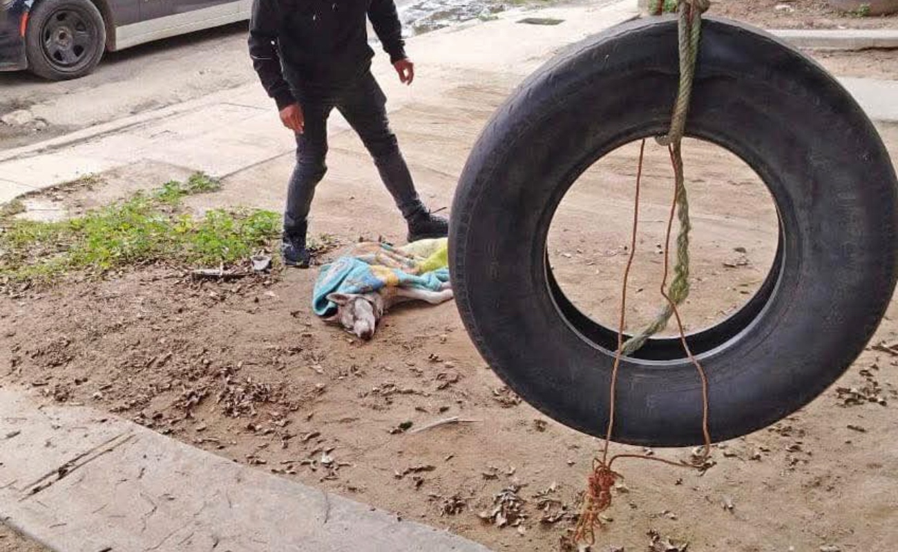 Crueldad animal en Ensenada termina con la vida de un Husky